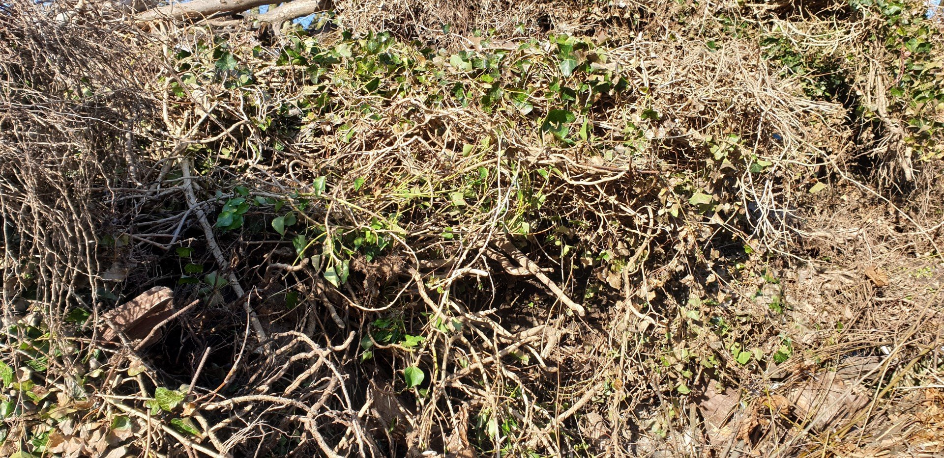 Groen- en tuinafval container